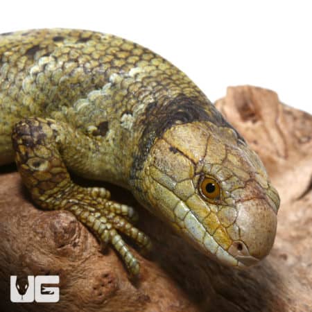 Baby Female Keylime Monkey Tail Skink, a vibrant reptile from Underground Reptiles. Perfect for rept.