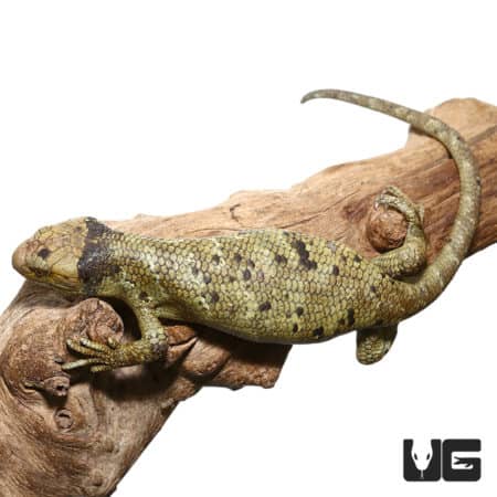 Baby Female Keylime Monkey Tail Skink on a branch, showcasing vibrant coloration and unique tail.
