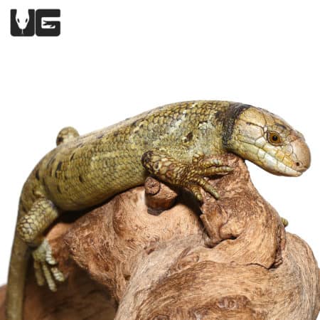Baby female Keylime Monkey Tail Skink on a piece of wood.