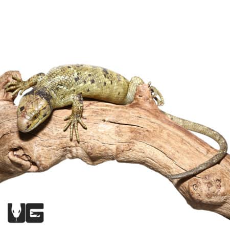 Baby Female Keylime Monkey Tail Skink on a branch, showcasing vibrant coloration.