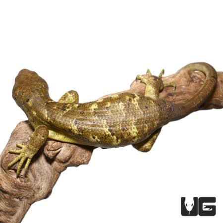 Monkey Tail Skink #4