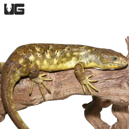 Monkey Tail Skink #4