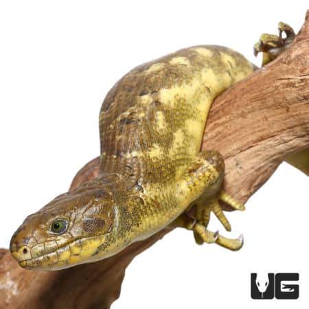 Monkey Tail Skink #4