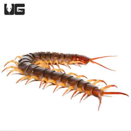 Yellow Leg Thai Giant Cherry Centipede