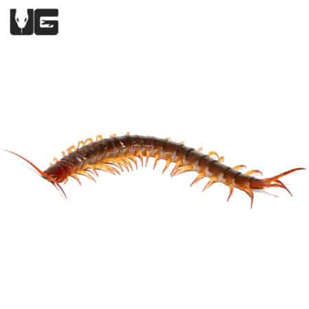 Yellow Leg Thai Giant Cherry Centipede