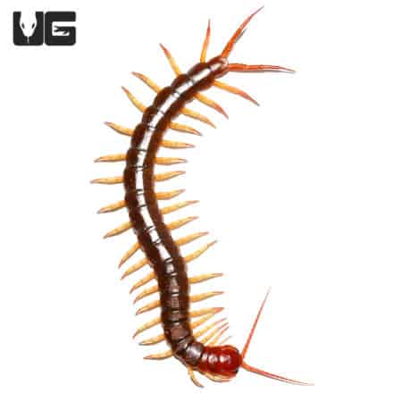 Peruvian Giant Centipede For Sale - Underground Reptiles