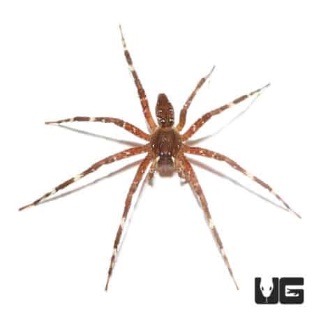 Speckled Fishing Spider for sale at Underground Reptiles, ideal for aquatic and terrestrial habitats.
