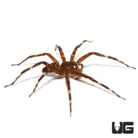 Speckled Fishing Spiders (Pisauridae Sp. "Speckled") For Sale - Underground Reptiles