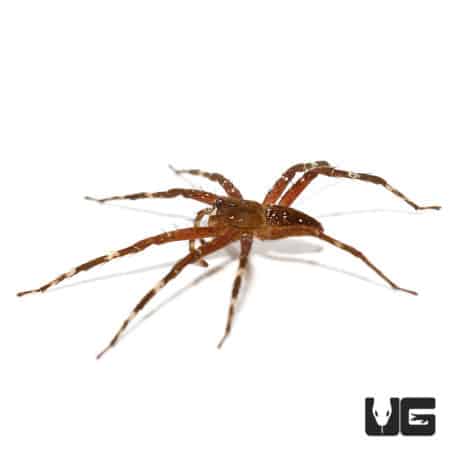 Speckled Fishing Spiders (Pisauridae Sp. "Speckled") For Sale - Underground Reptiles