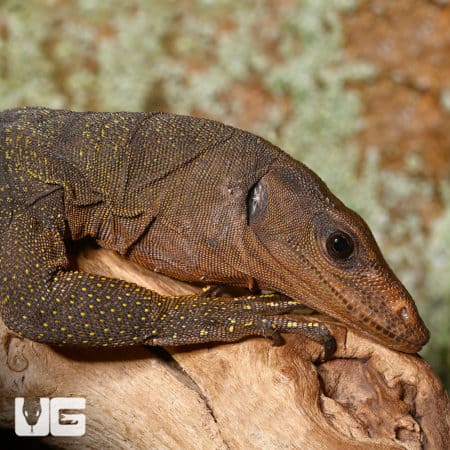 Spiny Neck Monitor lizard resting on a branch, showcasing its textured skin and distinctive features.