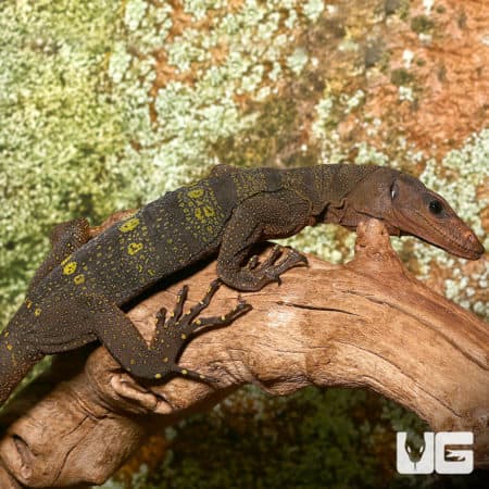Spiny Neck Monitor lizard on a branch in natural habitat.
