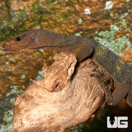 Spiny Neck Monitor on a branch in a natural habitat.
