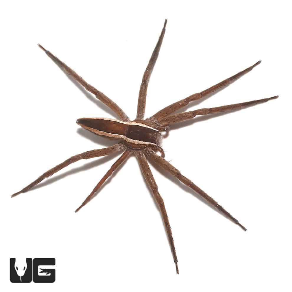 striped-nursery-web-spiders-for-sale-underground-reptiles