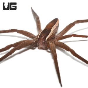 Striped Nursery Web Spiders For Sale - Underground Reptiles