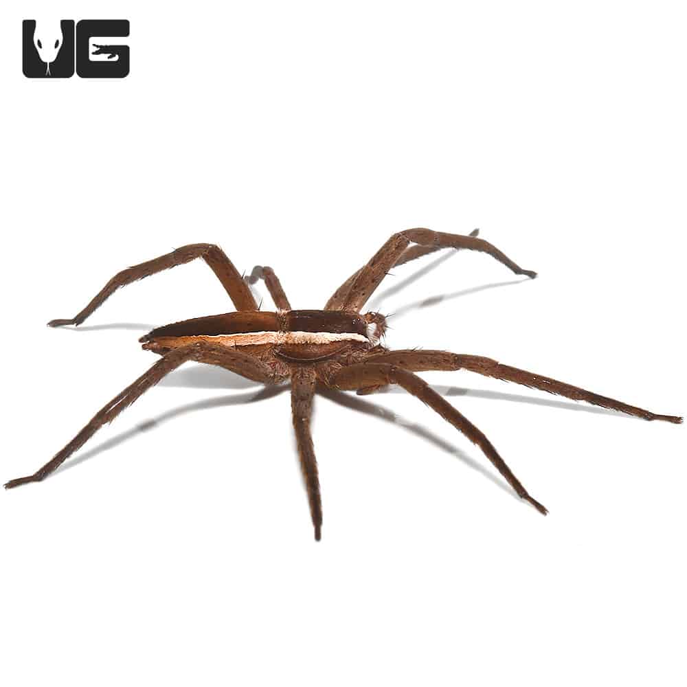 Nursery web spider  South Carolina Public Radio