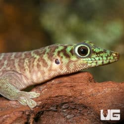 Juvenile Standings Day Gecko (Phelsuma standingi) For Sale - Underground Reptiles