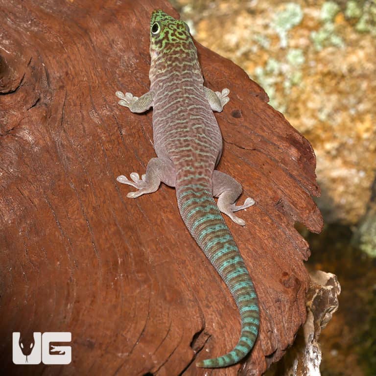 Baby Crimson Giant Day Gecko For Sale Underground Reptiles