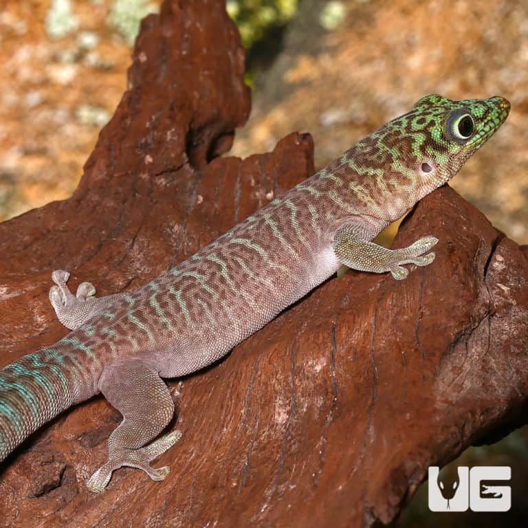 Baby Crimson Giant Day Gecko For Sale Underground Reptiles