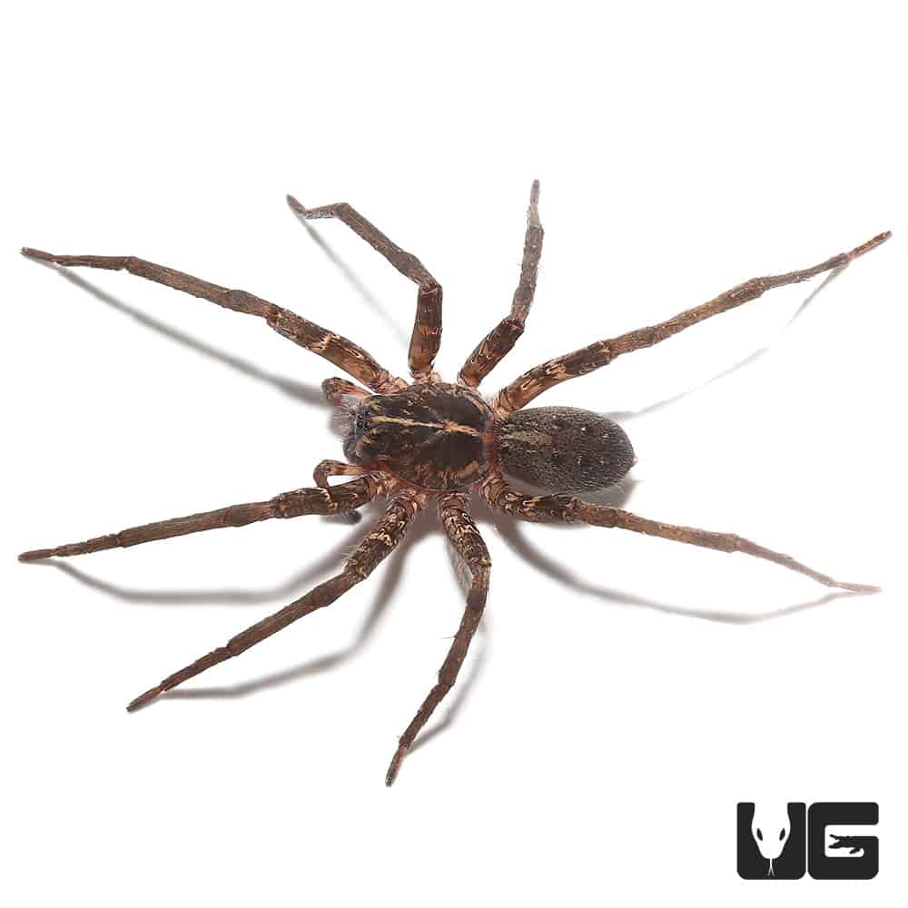 Ten Spot Wandering Spider (Ctenidae sp. "Ten Spot") For sale