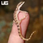 Tripoli Geckos (Tropiocolotes tripolitanus) For Sale - Underground Reptiles