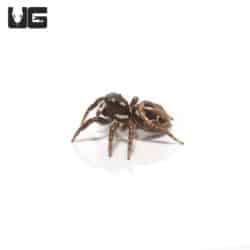 Twin Flag Jumper Spider (Anasaitis canosa) For Sale - Underground Reptiles