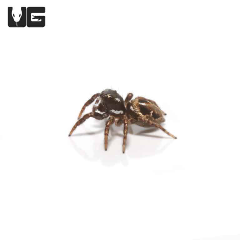 Adult Regal Jumping Spiders For Sale - Underground Reptiles