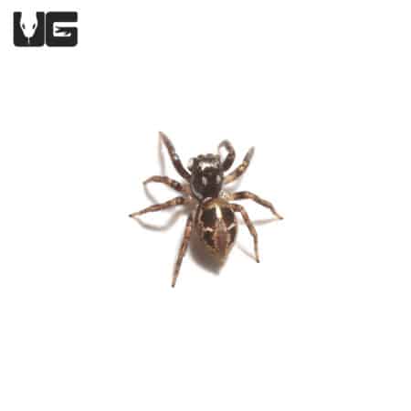 Twin Flag Jumper Spider (Anasaitis canosa) For Sale - Underground Reptiles