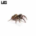 Twin Flag Jumper Spider (Anasaitis canosa) For Sale - Underground Reptiles