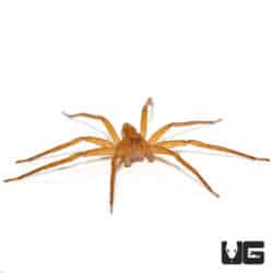 Variable Fishing Spiders (Pisauridae Sp. "Nigeria") For Sale - Underground Reptiles