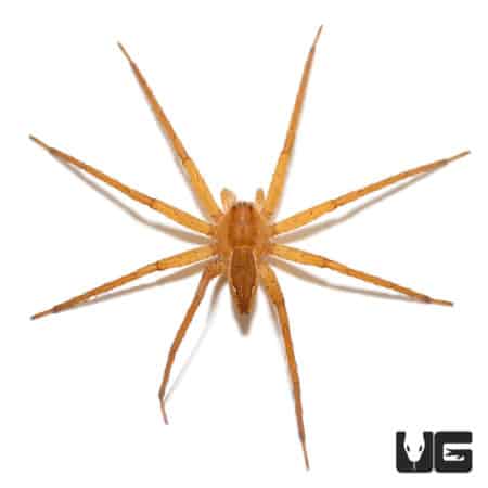 Variable Fishing Spiders (Pisauridae Sp. "Nigeria") For Sale - Underground Reptiles