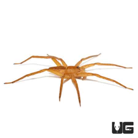 Variable Fishing Spider in natural habitat, showcasing its distinctive body and leg structure.