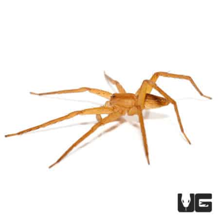Variable Fishing Spiders (Pisauridae Sp. "Nigeria") For Sale - Underground Reptiles