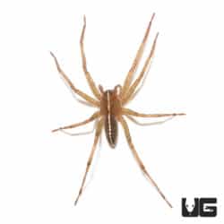 White Stripe Wandering Spider (Ctenidae Sp. "White Stripe") For sale - Underground Reptiles