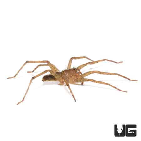 White Stripe Wandering Spider (Ctenidae Sp. "White Stripe") For sale - Underground Reptiles