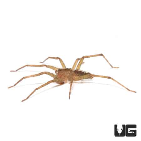 White Stripe Wandering Spider (Ctenidae Sp. "White Stripe") For sale - Underground Reptiles