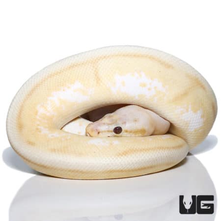 Yearling Male Bumblebee Genetic Stripe Ball Python