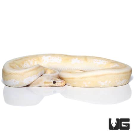 Yearling Male Bumblebee Genetic Stripe Ball Python