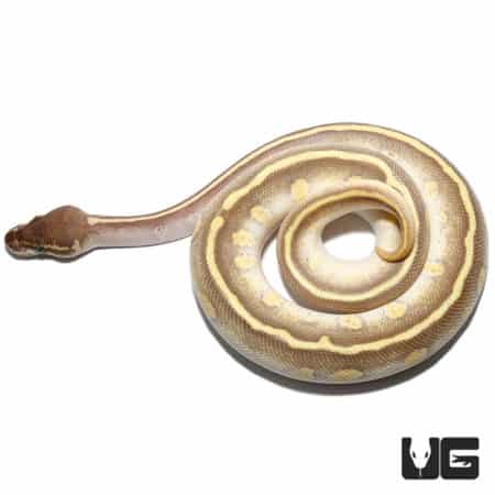 Yearling Male Enchi Soul Sucker Yellowbelly Ball Python