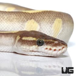 Yearling Male Enchi Soul Sucker Yellowbelly Ball Python