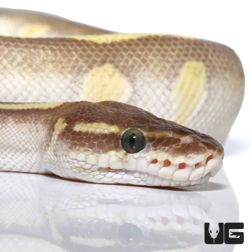 2018 Lavender Albino Spider Ball Python For Sale - Underground Reptiles