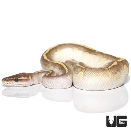 Yearling Male Enchi Soul Sucker Yellowbelly Ball Python