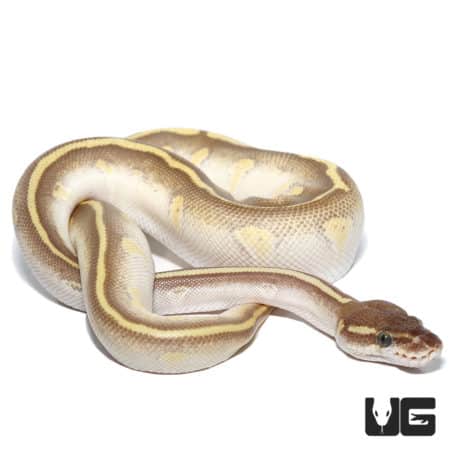 Yearling Male Enchi Soul Sucker Yellowbelly Ball Python