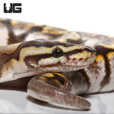 Yearling Male GHI Calico Spider