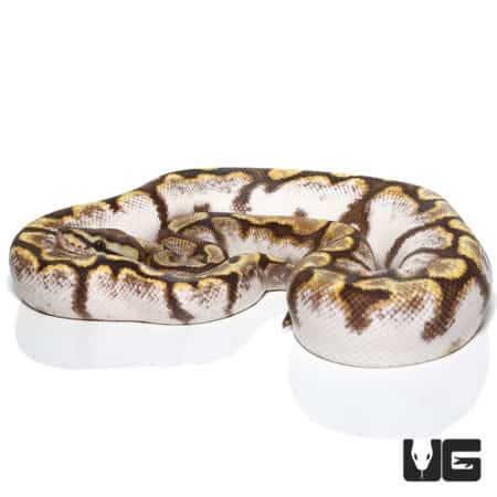 Yearling Male GHI Calico Spider