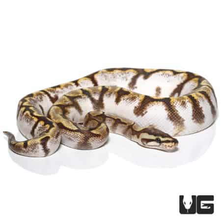 Yearling Male GHI Calico Spider