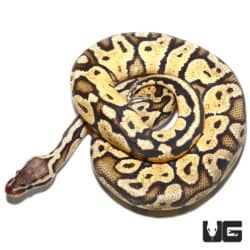 Yearling Male Pastel Spark Ball Python