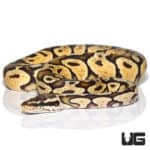 Yearling Male Pastel Spark Ball Python