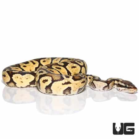 Yearling Male Pastel Spark Ball Python
