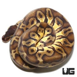 Pastel GHI Enchi Yellowbelly Ball Python (Python regius) For Sale - Underground Reptiles