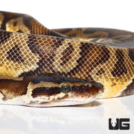 Pastel GHI Enchi Yellowbelly Ball Python (Python regius) For Sale - Underground Reptiles